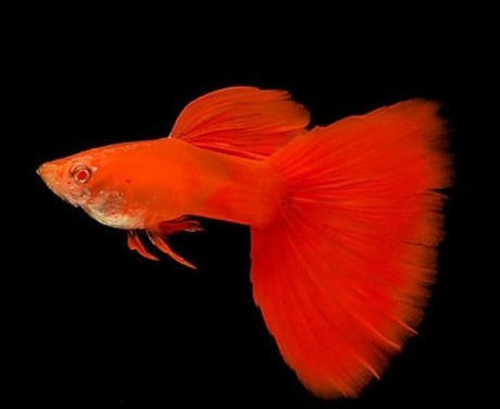 1108_moscow-red-guppy