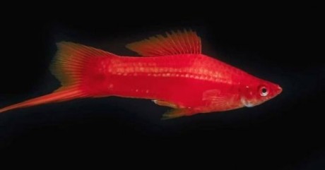 Xiphophorus helleri red