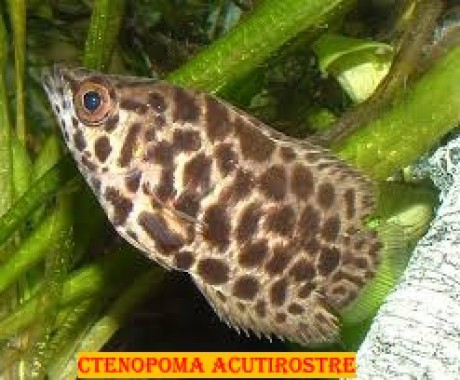 Ctenopoma acutirostre